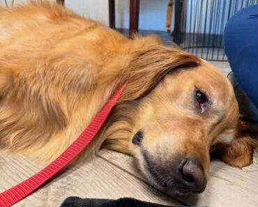 Teddy Needs You All ❤️ Teddy Needs You All ❤️