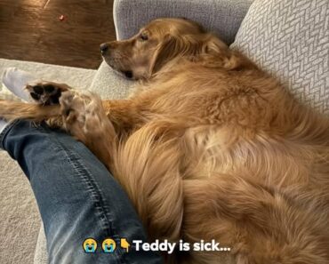 ⬇️ Teddy Is Sick…