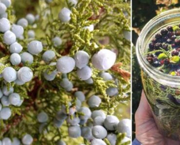 If you see this plant, you’re sitting on gold and don’t even know it If you see this plant, you’re sitting on gold and don’t even know it