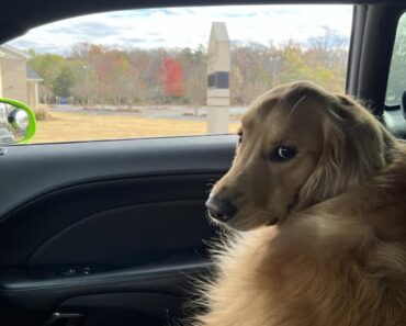 “When you pass the pup cup place… but you don’t get a pup cup.”