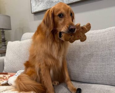 “Holiday snuggles are the best kind of gift ❤️”