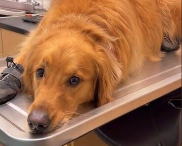 The Most Spoiled Dog in the World The Most Spoiled Dog in the World