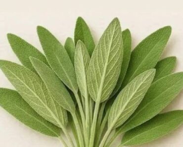 Everything you can do with this plant: all of Grandma’s uses Everything you can do with this plant: all of Grandma’s uses