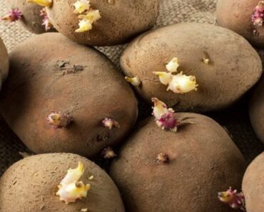 Are Sprouted Potatoes Safe to Eat? – Notebook 2025